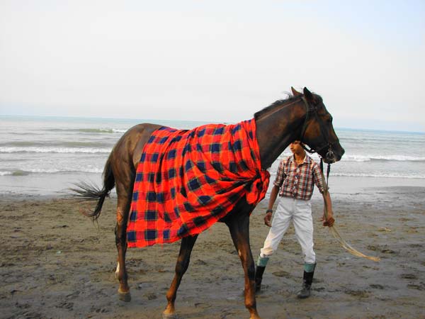 رقابت های اسب دوانی در چابکسر  رودسر برگزار شد - تصویر 1