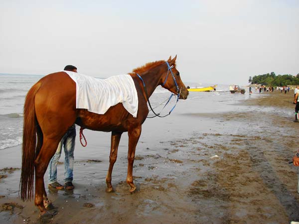رقابت های اسب دوانی در چابکسر  رودسر برگزار شد-تصویر دوم