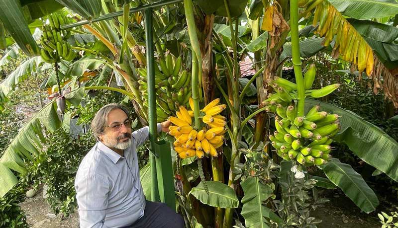 پرورش موز در جابکسر گیلان